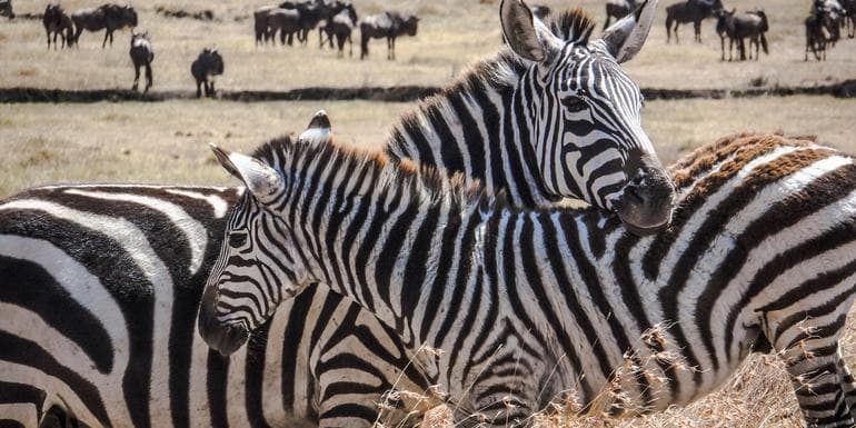 Kenya Camping Safari image