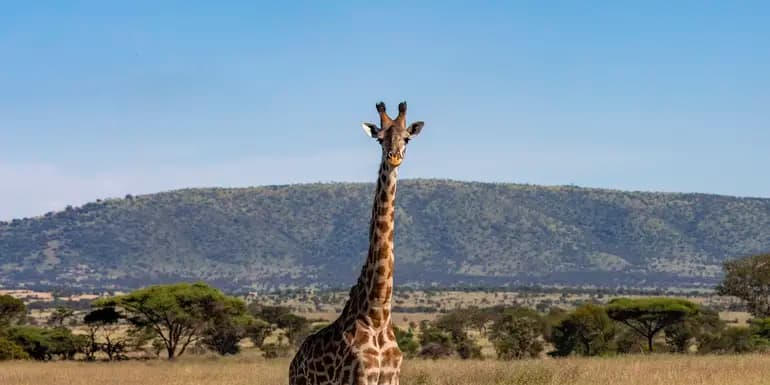 Tanzania: Safari Thrills of the Serengeti and Zanzibar Shores image