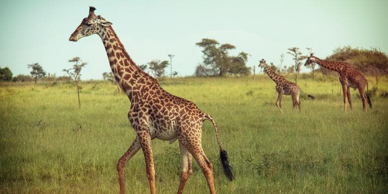 Kenya & Tanzania Overland Express (Nairobi Loop) image