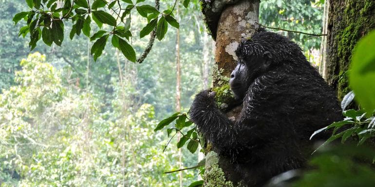 Upgraded Rwanda image