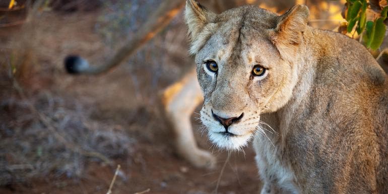 Mozambique, Kruger & Swazi Discoverer image