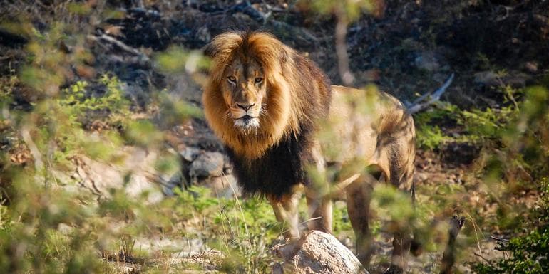 Cape Town, Kruger & Zimbabwe image
