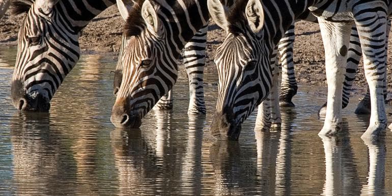 Highlights of South Africa, Zambia & Botswana image