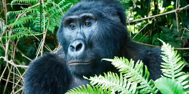Masai Mara & Gorilla Adventure image