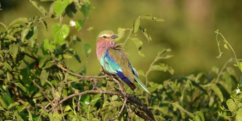 Journeys: Botswana & Zimbabwe Safari image