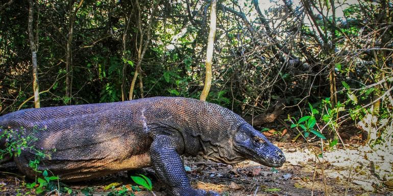 Indonesia: Bali & Komodo Island image