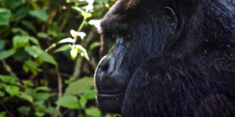 Uganda to Rwanda: Gorilla Treks & Safari Drives image