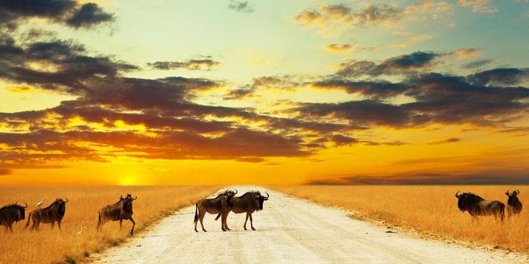 Ultimate Africa image