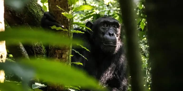 Kenya to Rwanda: The Maasai Mara, Gorillas & Chimps image