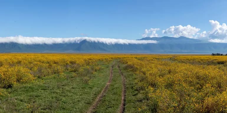 East Africa: Safari Drives, Maasai Culture & the Great Migration image