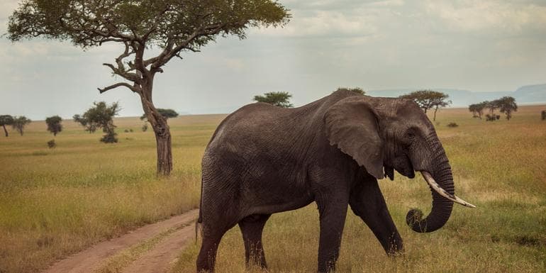 Upgraded Serengeti Family Safari image