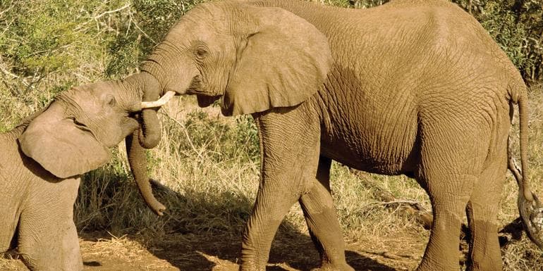 Journeys: Kenya Safari Experience image