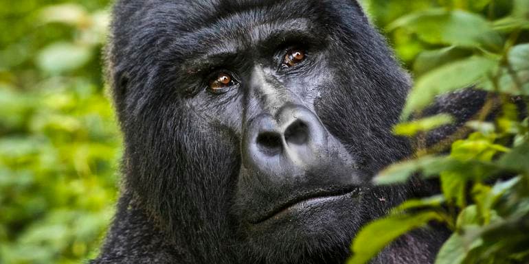 Kenya & Uganda Gorilla Adventure image