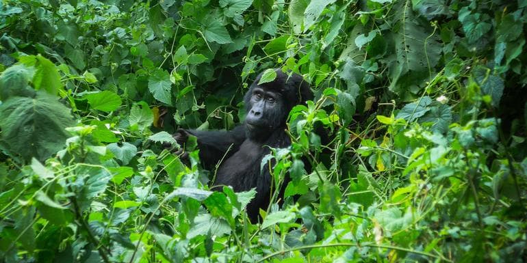 Gorillas of Uganda Overland Safari & Participation Camping image