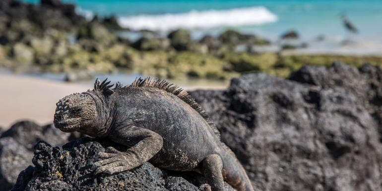 Galapagos - West and Central Islands aboard the Integrity image