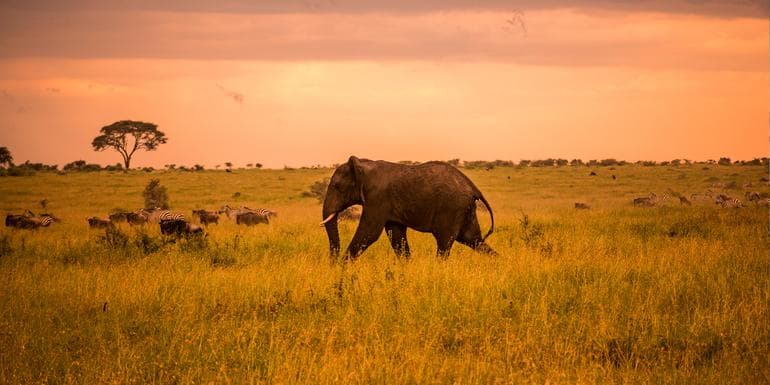 Serengeti Safari & Zanzibar image
