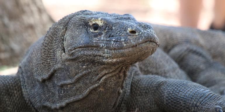 Bali and Komodo: Dragons, Rice Terraces & Cultural Ceremonies image