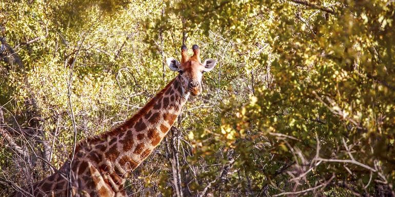 Highlights of Kruger National Park image