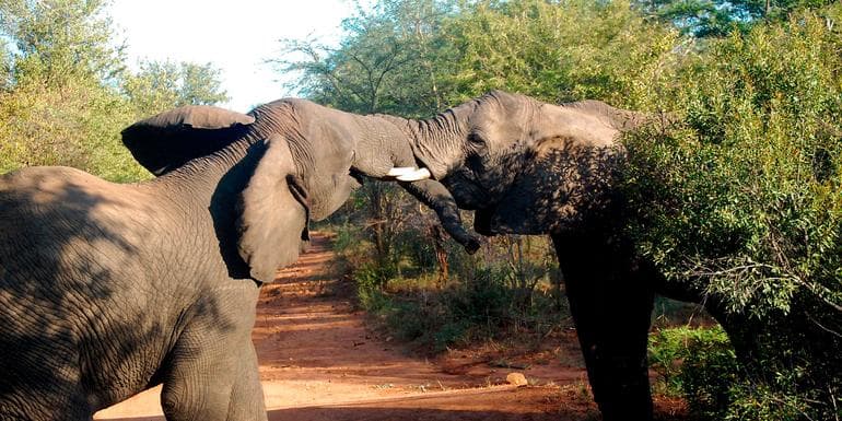 Best of Africa's Wildlife: Cape Town, Kruger, Hwange, & Chobe image