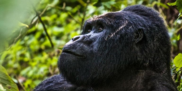 Upgraded Rwanda & Kenya image