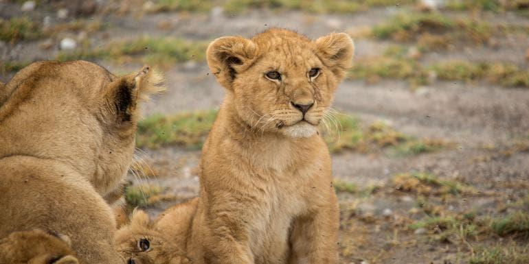 Upgraded Tanzania Safari image