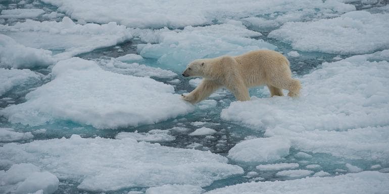 Realm of the Polar Bear image