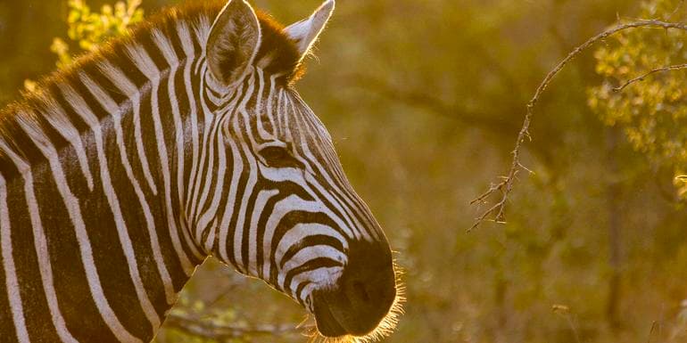 TailorMade Southern Africa: Safari & Camping Adventure image