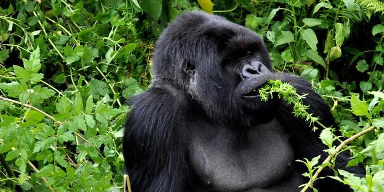 Journeys: Legendary Wildlife of Rwanda & Kenya image