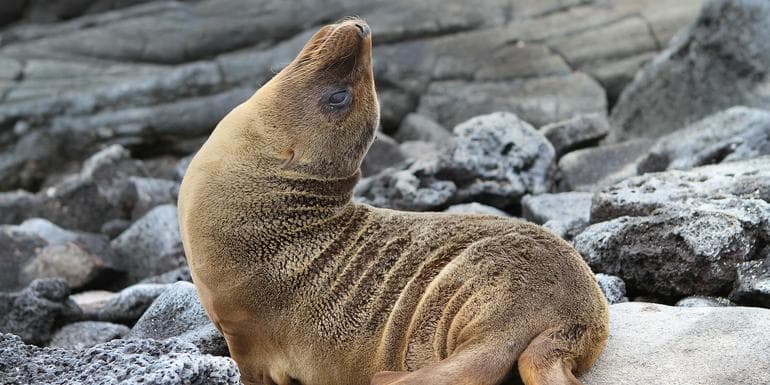 Galápagos — South & East Islands aboard the Monserrat image
