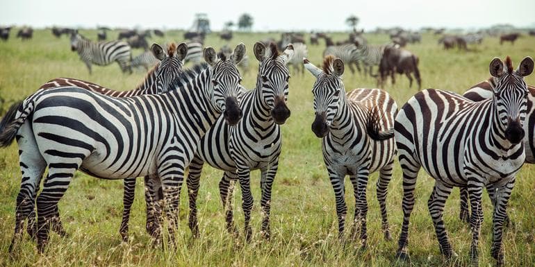 Southern Africa Encompassed: Bush Camps & Wildlife Spotting image