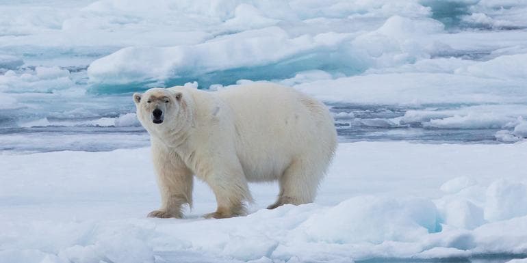 Realm of the Polar Bear in Depth image