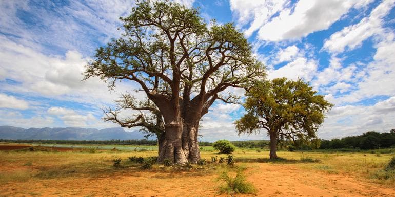 Southern Africa: Cape Town to Vic Falls image