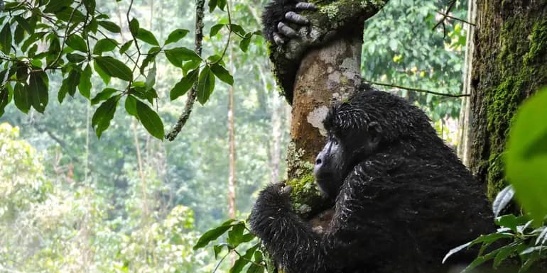 East Africa Discovery image