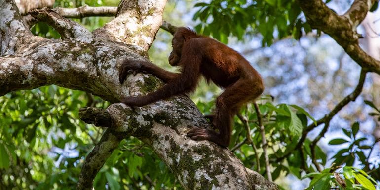 Highlights of Borneo image