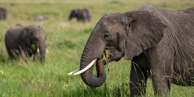 East Africa: Maasai Mara, Serengeti Safaris, & Island Paradise image