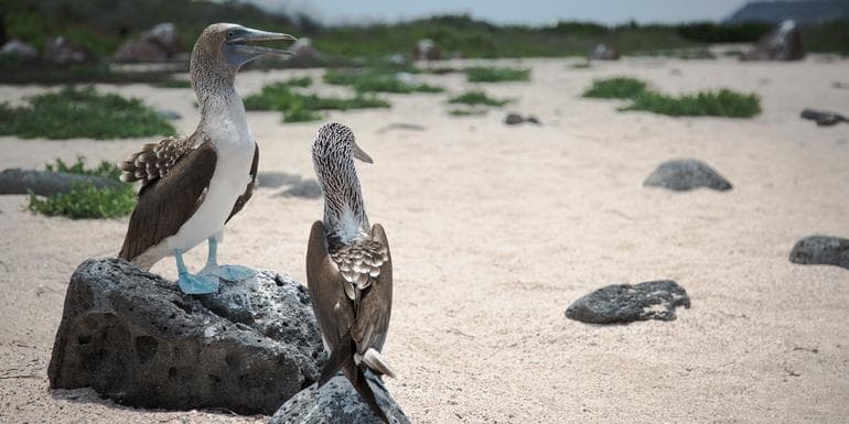 Ecuador Beaches & Coastal Adventure image
