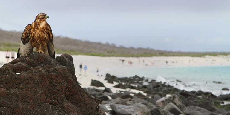 Land Galápagos in Style Extension image