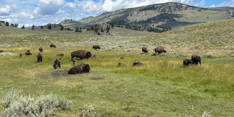 Journeys: Iconic Wildlife of Yellowstone and Grand Teton image