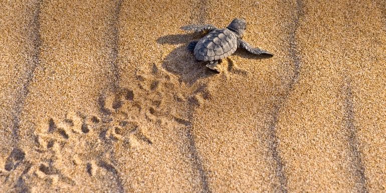 Turtles and Tortuguero Independent Adventure image