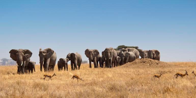 Safari in Kenya & Tanzania image