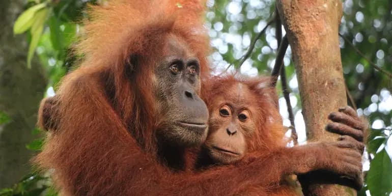 Sumatra’s Wild Side: Orangutans, Rivers & Rural Life image