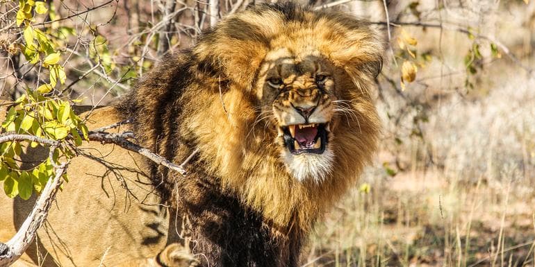 Kruger, Falls & Zimbabwe: Mineral Pools & National Parks image