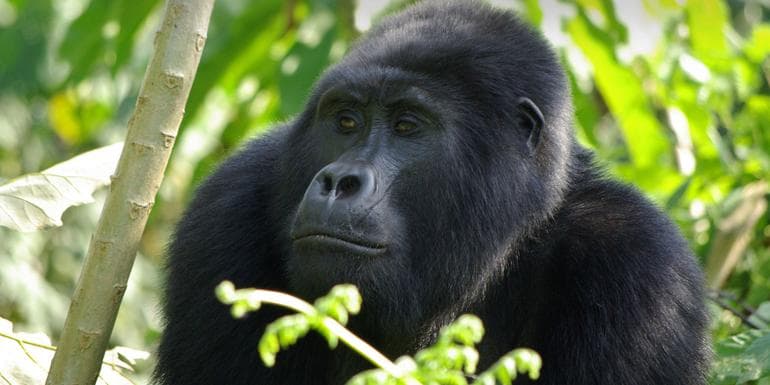 Gorilla Trek Independent Adventure image
