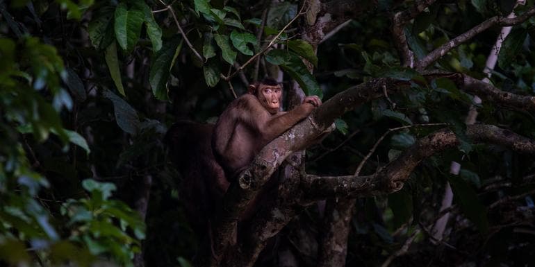Borneo – East Sabah Adventure image