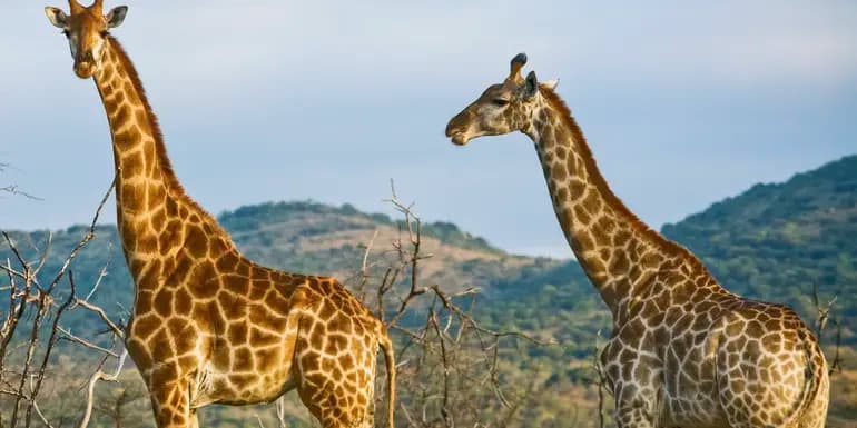 Wildlife of Kenya & Tanzania: Nakuru to Serengeti image