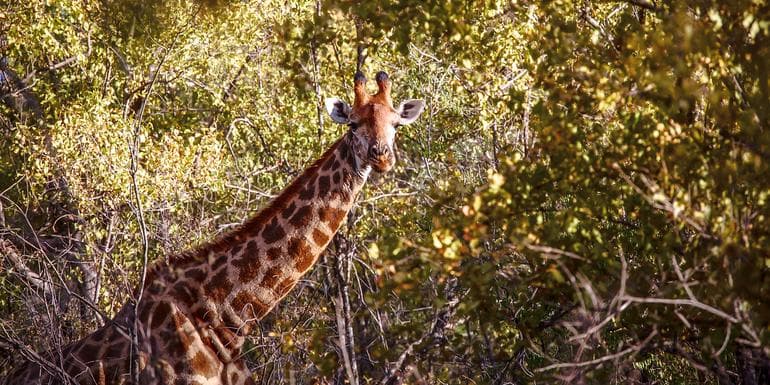 Cape to Kruger Adventure image
