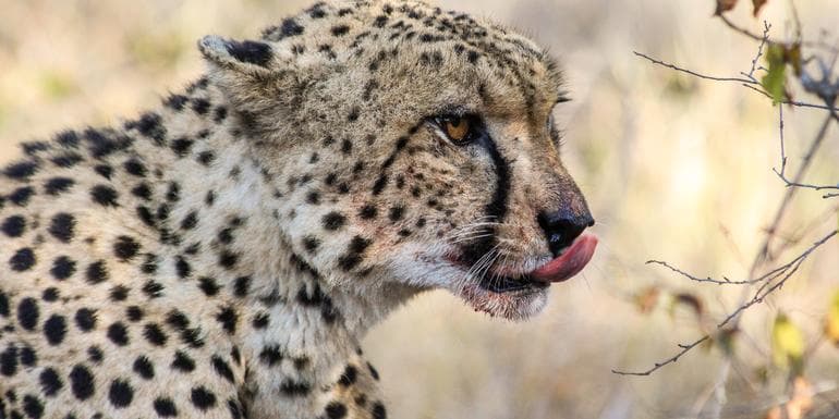 Wildlife and Wonders of Southern Africa image