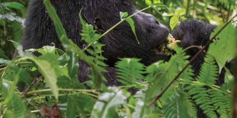 Rwanda & Uganda Gorilla Discovery image