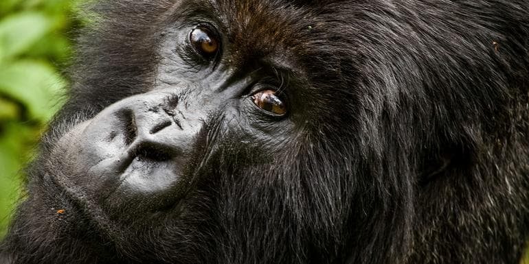 Gorilla Trek Independent Adventure image