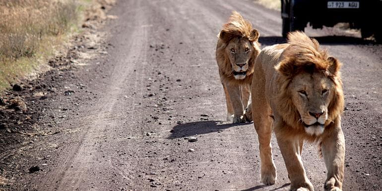 Serengeti Safari to Zanzibar image